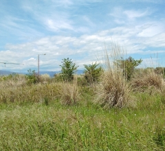 Αγροτεμάχιο - 1.000 Τ.Μ. - Δρέπανο - Αχαΐας