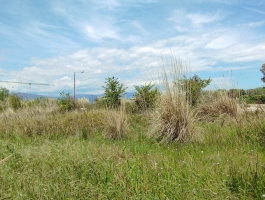 Αγροτεμάχιο - 1.000 Τ.Μ. - Δρέπανο - Αχαΐας