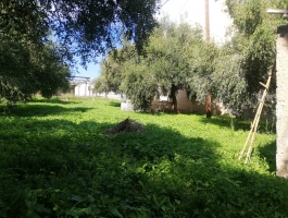 ΟΙΚΟΠΕΔΟ - 410 Τ.Μ. -  Κυλλήνη - Ηλεία