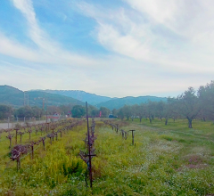 Αγροτεμάχια - 1.900 Τ.Μ. - Δρέπανο - Αχαΐας