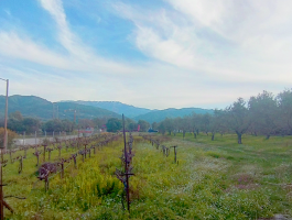 Αγροτεμάχια - 1.900 Τ.Μ. - Δρέπανο - Αχαΐας