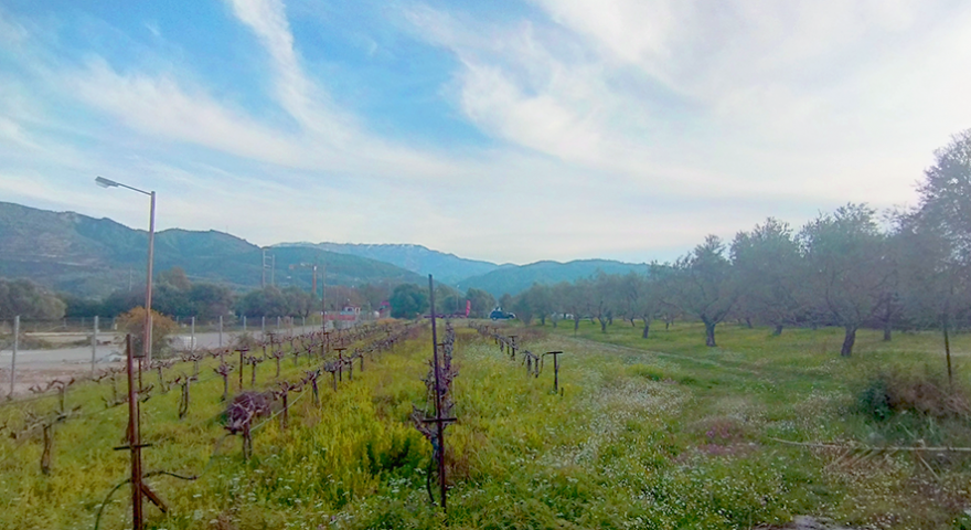 Αγροτεμάχια - 1.900 Τ.Μ. - Δρέπανο - Αχαΐας