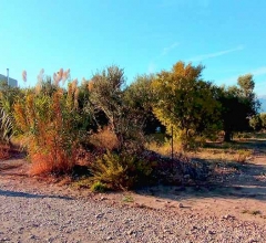 ΟΙΚΟΠΕΔΟ - 1.500 Τ.Μ. -  Άγιος Βασίλειος - Αχαΐα