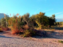 ΟΙΚΟΠΕΔΟ - 1.500 Τ.Μ. -  Άγιος Βασίλειος - Αχαΐα